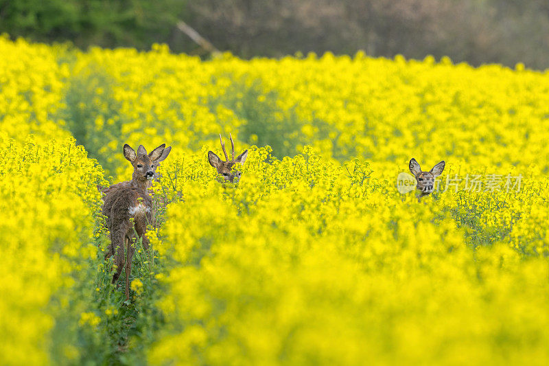 四只狍子(Capreolus Capreolus)